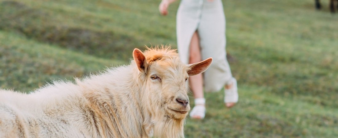 goat gazing nonchalantly upon a green field